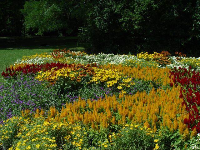 Modern dísznövénytermesztés és kereskedelem kakastaréjok (Celosia argentea var. plumosa), a borzas kúpvirágok (Rudbeckia hirta) és a bársonyvirágok (Tagetes patula és T.