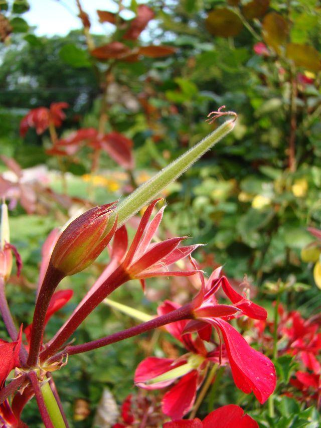 250 faja Dél-Afrikából származik, meleg napos, száraz vidékekről. A gólyaorrfélék (Geraniaceae) családjába tatoznak.
