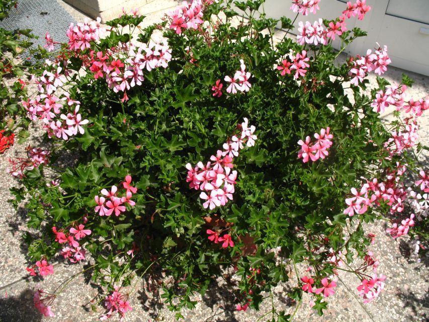 6. Virágágyi és balkonnövények termesztése, növekedésszabályozása és kereskedelme Pelargonium peltatum Ville de Paris Rose A Pelargonium grandiflorum hibridek nemesítésében a P. grandiflorum, P.