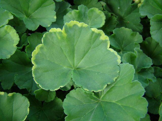 Az 1960-as évektől megindult a magról szaporított fajták nemesítése, a xantomonászos betegség (Xanthomonas campestris pv. pelargonii) világméretű fellépésének következtében.