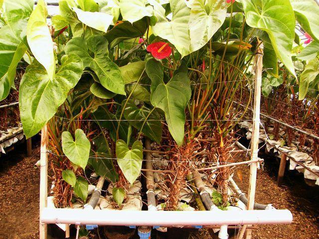 7. Dísznövények hidrokultúrás termesztése ANTHURIUM A nemzetség számos tagja közül vágott virágként az Anthurium andreanum (nagy flamingóvirág) hibrideknek van jelentősége, közülük is elsősorban a