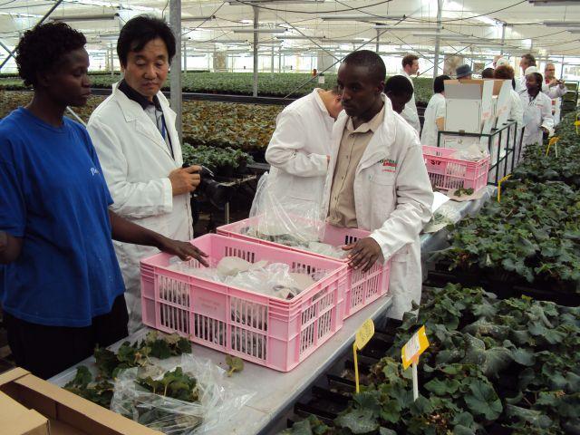 Modern dísznövénytermesztés és kereskedelem Begónia (Begonia elatior) szaporítóanyag-termesztő üzem Kenyában. Fotó: Treer András.