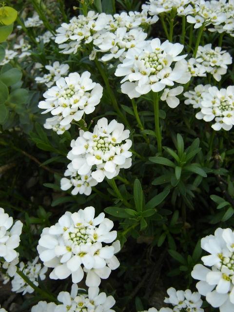 Alyssum saxatile