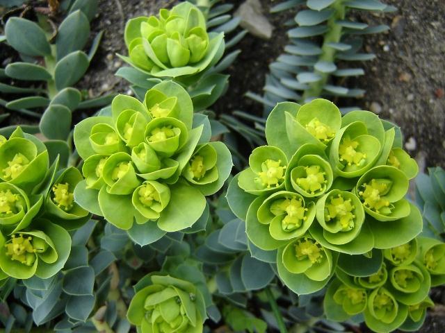 tomentosum és