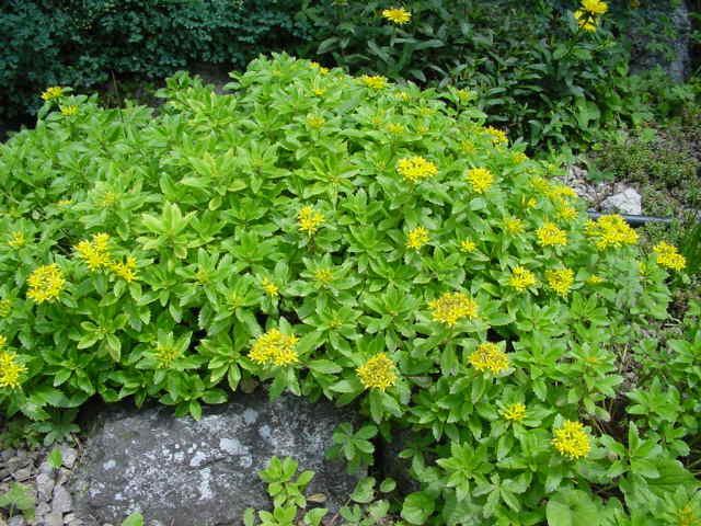 Modern dísznövénytermesztés és kereskedelem Sedum hybridum és Sedum reflexum e.