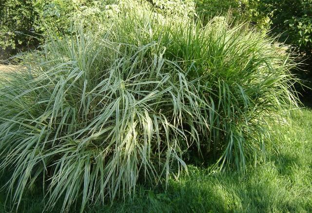 Fontosabb fajok: Arundo donax Cortaderia selloana Festuca pallens Leymus arenarius Miscanthus sinensis és fajtái Miscanthus sinensis f.