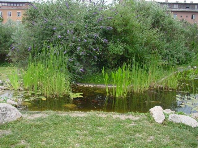 9. Korszerű évelőtermesztés, -kereskedelem és -felhasználás 60 cm vagy annál mélyebb: Nuphar lutea Nymphaea alba