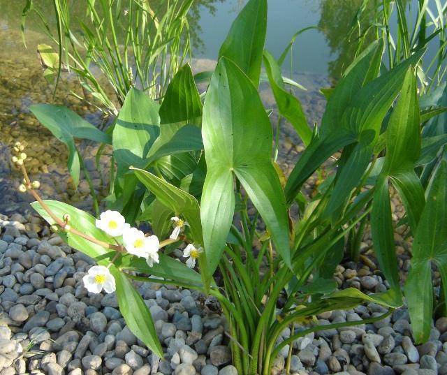 Modern dísznövénytermesztés és kereskedelem Sagittaria sagittifolia Vízpartimitátor növények Tekintettel arra, hogy a kertben ritka kivételtől eltekintve a víz nem természetes formában, hanem