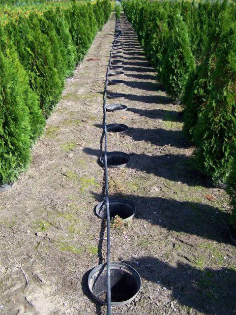 mulcsozással Thuja occidentalis