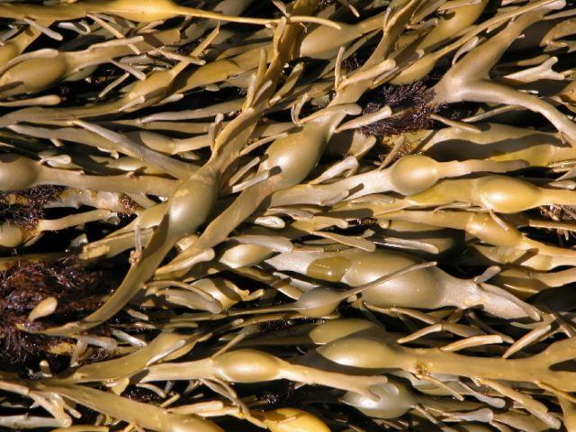 Modern dísznövénytermesztés és kereskedelem Ascophyllum nodosum alga A Wuxal, valamint a benzil-adenin kombinált alkalmazása ugyancsak kedvező gyümölcs-, illetőleg díszfaiskolai eredményeket adott az