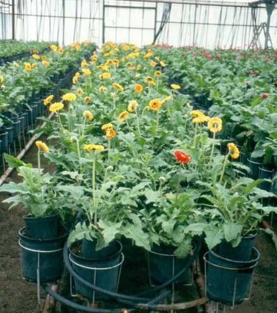 Modern dísznövénytermesztés és kereskedelem Konténeres és hidrokultúrás vágottgerbera-termesztés A krizantém bármely középkötött, stabil szerkezetű, tápanyagban