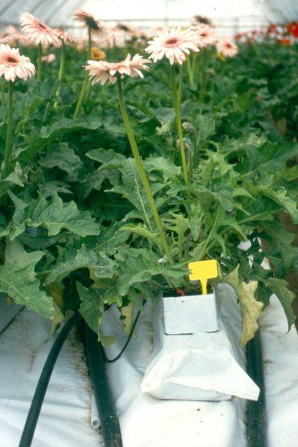 A vegetatív fejlődés időszakában (a hosszúnappalos körülmények között) nitrogénhangsúlyos, a sötétítés vagy természetes rövidnappal kezdetétől káliumtúlsúlyos