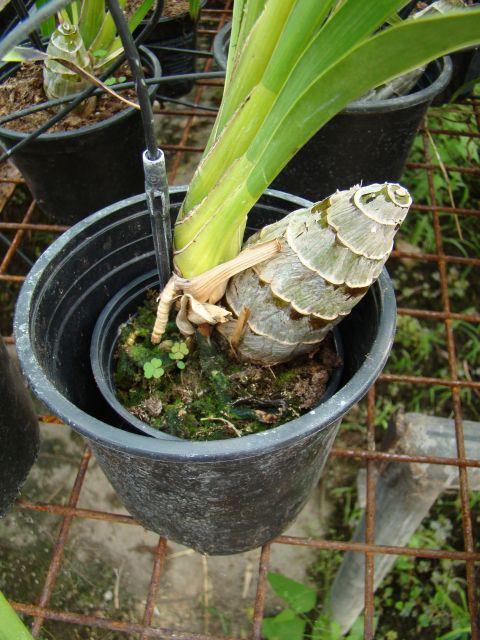 Modern dísznövénytermesztés és kereskedelem Cymbidium orchidea szaporítása idős pseudobulbus meghajtatásával Oltás (szemzés).