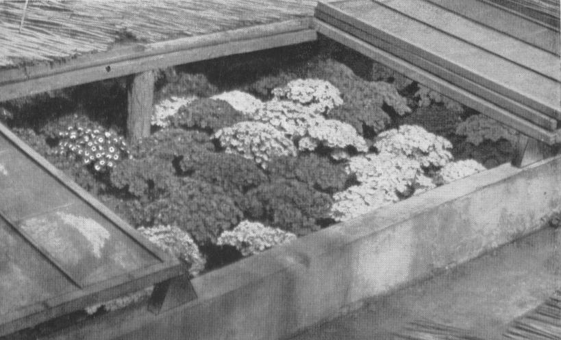 (Forrás: Domokos, 1967) Az 1960-es évek elejétől elsősorban a kisebb energiaigényű kultúrák, ezek kutatása felé fordult a hazai termesztés, valamint