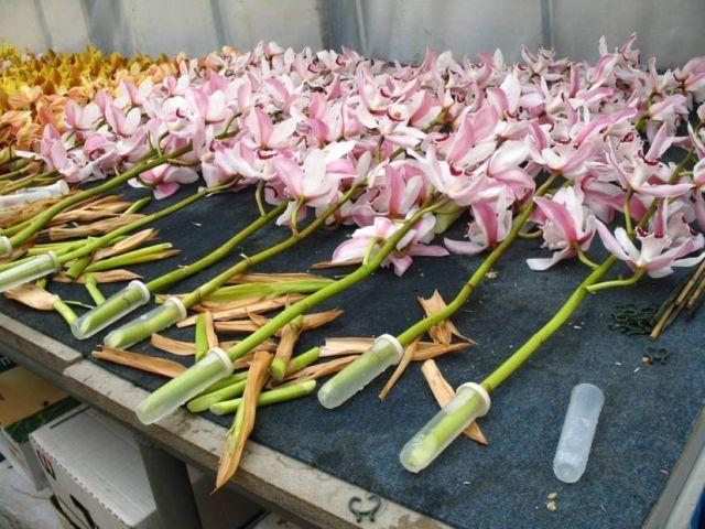 Modern dísznövénytermesztés és kereskedelem Vágott Cymbidium csomagolás előtt, a virágzati szárra húzott fiolákkal Nagyüzemi termesztésben a virágok válogatására gépesített megoldás is létezik,