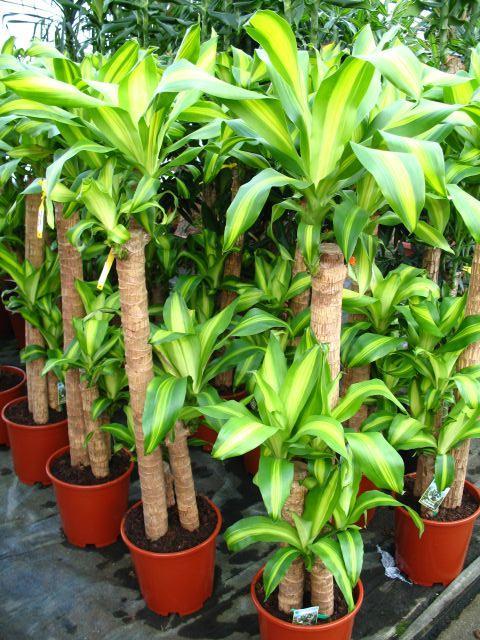 Dieffenbachia maculata