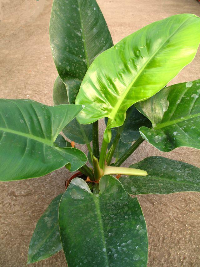 lombozat. Ilyen taxonok: Cordyline (C. terminalis, C.