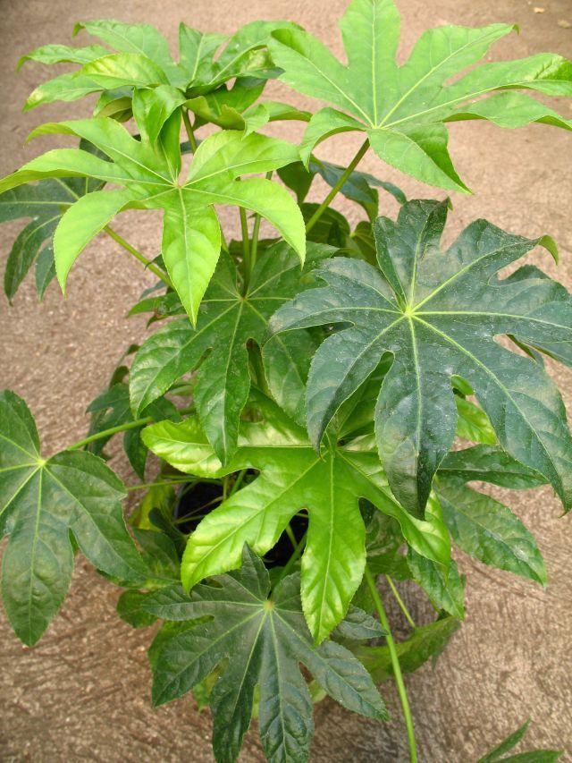 5. Cserepes