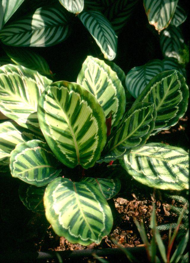 termesztése Fatsia