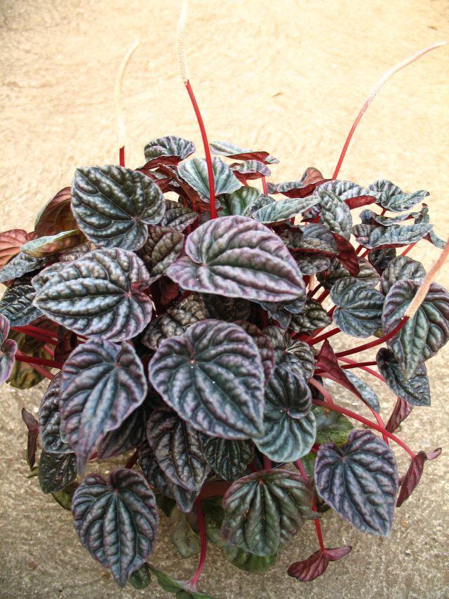 Modern dísznövénytermesztés és kereskedelem Peperomia caperata 'Teresa' A cserepes virágos dísznövények közül azok szerepelnek