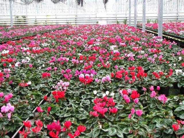 Ide tartoznak a következő fajok és fajtáik: Cyclamen persicum, Euphorbia pulcherrima, Begonia elatior hibridek, Phalaenopsis