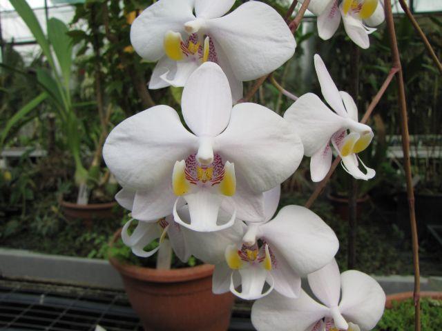 Modern dísznövénytermesztés és kereskedelem Phalaenopsis hibrid Saintpaulia ionantha