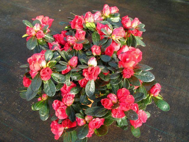 termesztése Anthurium