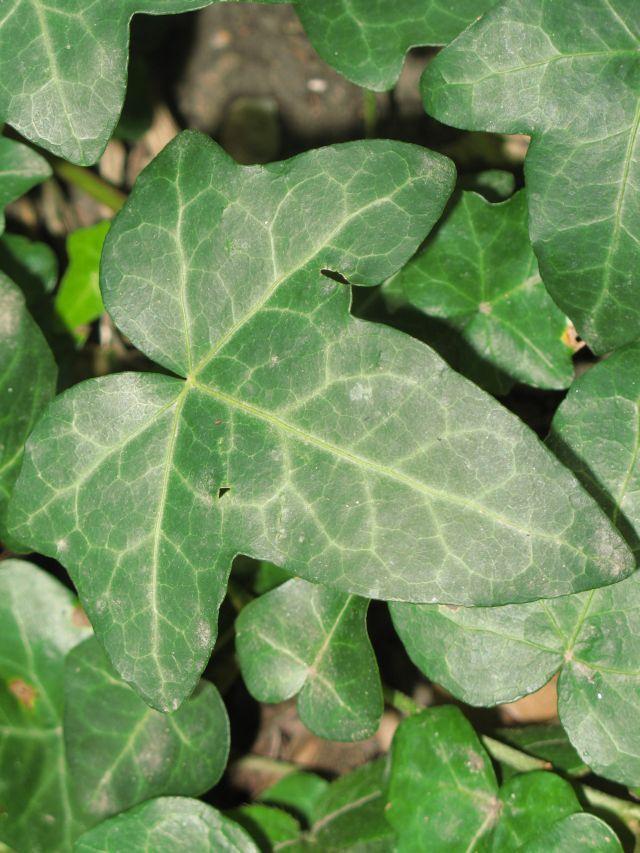 kereskedelem Codiaeum