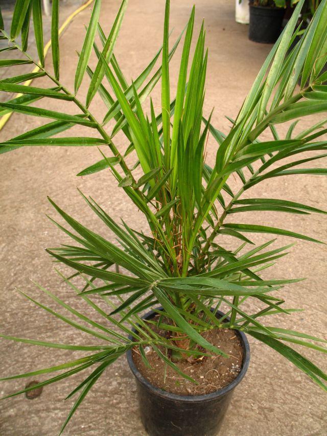 5. Cserepes dísznövények termesztése Phoenix canariensis A virágos növényeknél a nevelés és a virágoztatás hőmérséklete eltérő.