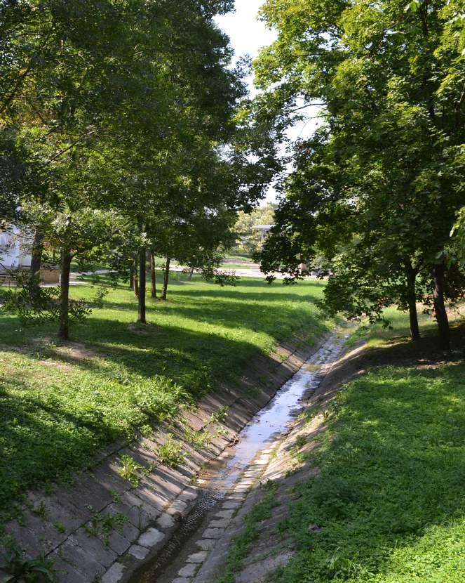 POLGÁRDI 19 Kerülendő invazív növényfajok: Bálványfa (Ailanthus