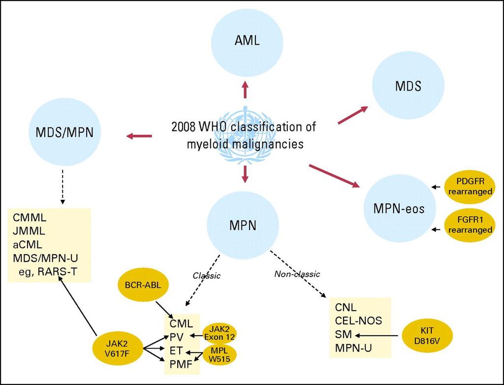 A malignus myeloid betegségek osztályozása CNL= chronic neutrophil leukemia CEL-NOS= chronic eosinophil leukemia SM=systhemic mastocytosis MPN-U= myeloproliferati ve