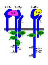 IL-2 Receptor Common gamma