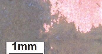 8 nap merítés steril oldatban c) Aspergillus niger spórákkal beoltott oldatban, 3 napos inkubáció