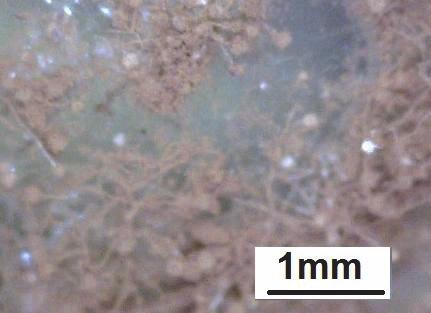 niger spórákkal beoltott oldatban, 14 napos inkubáció, majd a képzõdött biofilm eltávolítása után