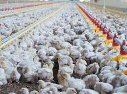 Alapanyag - Raw materials Termékkör - Product range A termékekhez a csirkehús alapanyag elsősorban magyar vágóhidakról származik.
