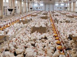Alapanyag - Raw materials A termékekhez a csirkehús alapanyag elsősorban magyar vágóhidakról származik. Megnövekedett igény, illetve egyes promóciós termékek esetében (pl.