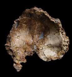 Sámuelnek Thoma Andor, az első tudomá nyos feldolgozás írója a Homo erectus seu sapiens palaeohungaricus, azaz (nagyjá ból felegyenesedett vagy értelmes, régi magyarországi ember) meghatározást adta.