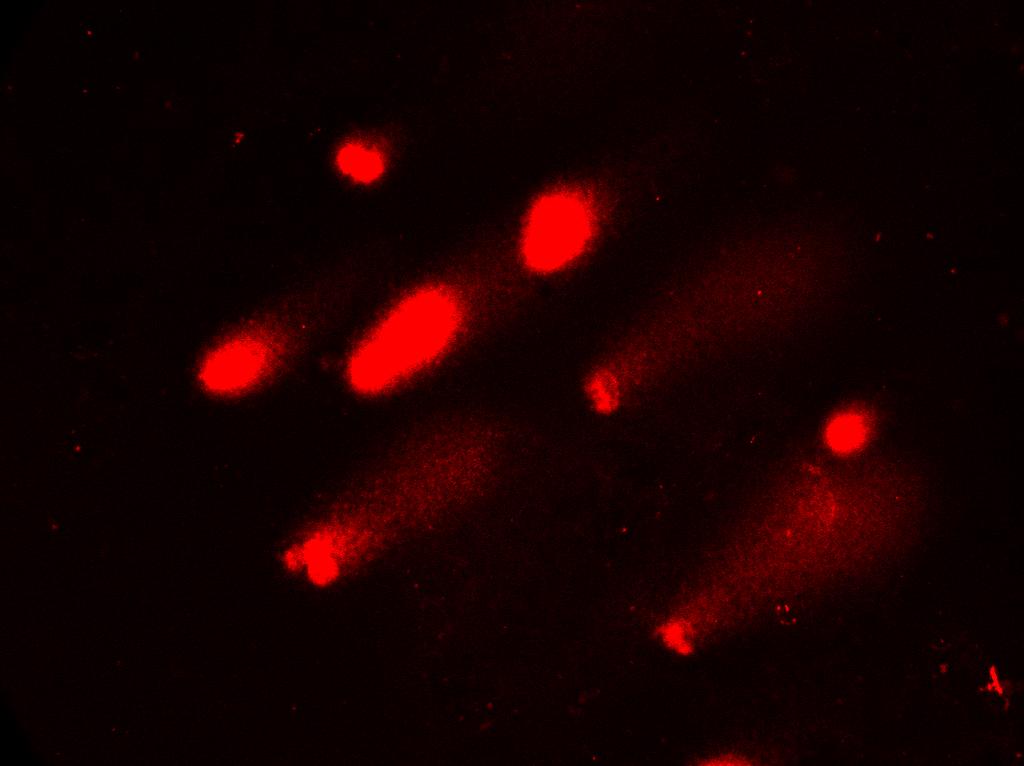 4.5. In vitro vizsgálatok V.