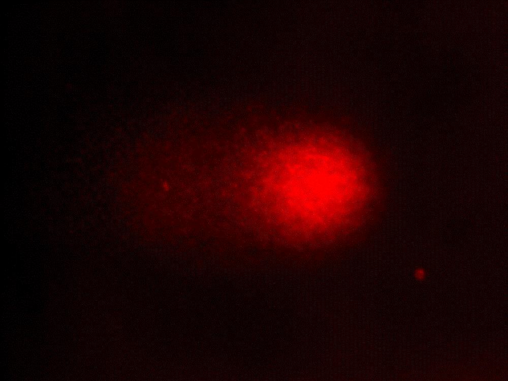 EB 0,7mM EB 7mM DFA 5mM DMSO kontroll 18. ábra Fluoreszcens mikroszkópból kifényképezett mintákat mutat, lymphocytáknak a vizsgált anyagokkal különböző koncentrációkban való kezelés után. 4.6.