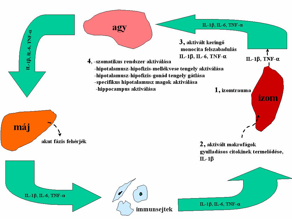 3. melléklet: A túledzés citokin elmélete (Smith 2000) A nagy terjedelmû edzések mikrotraumát okoznak az izom-és vázrendszerben (1).