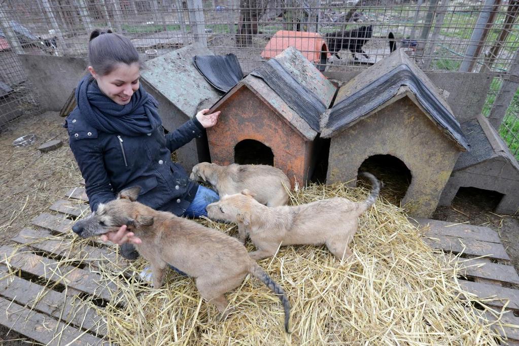 2013-ban tevékenységünk elismeréseként a Magyar Állat és Természetbarát Szövetségtől megkaptuk a Kiváló Állatvédő Szervezet díjat.