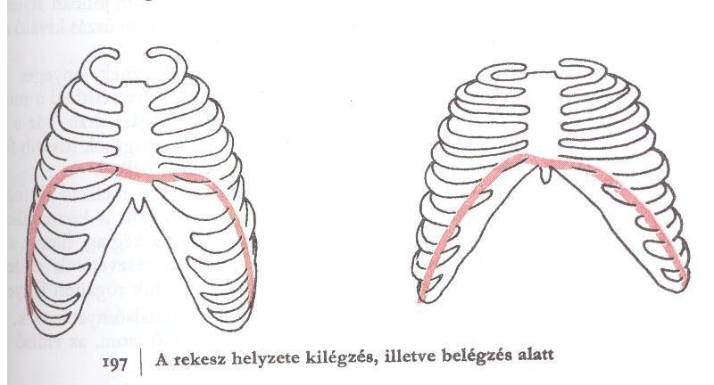 A rostjai ellazulnak, és a hasüregi nyomás eredményezi a rekeszdomborulat emelkedését.