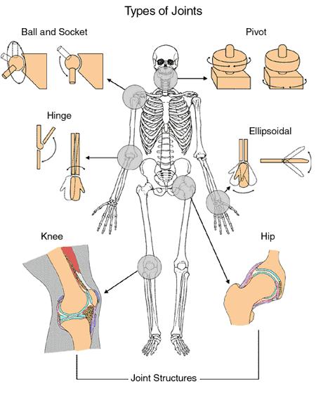 Hogyan tudnak kapcsolódni a csontok egymáshoz