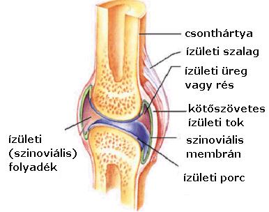 ízületet körülvevő és összetartó erős rostok Szalagok: külső és belső, az ízületet erősítik Főbb ízületek: Vállöv (a mellkashoz kapcsolja