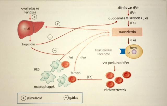 Vashiányos anaemia A leggyakoribb gyermekkori anaemia (90 %) Világviszonylatban a populáció fele, harmada vashiányos Szervezet vas igénye: elöregedett erythrocyták (20mg/die) + táplálékból felvett