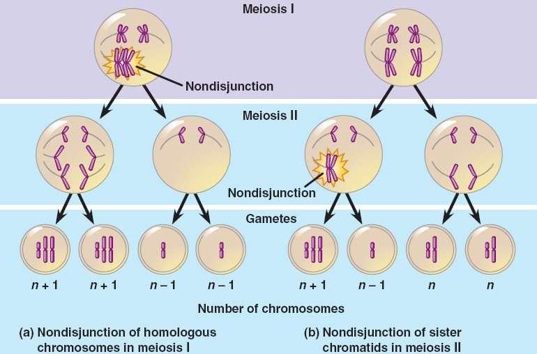 Példa a X-kromoszóma rossz osztódására: Szülők o Egészséges nő (XX) o Egészséges férfi (XY) Ivarsejtek: XX, 0, / X, Y Első