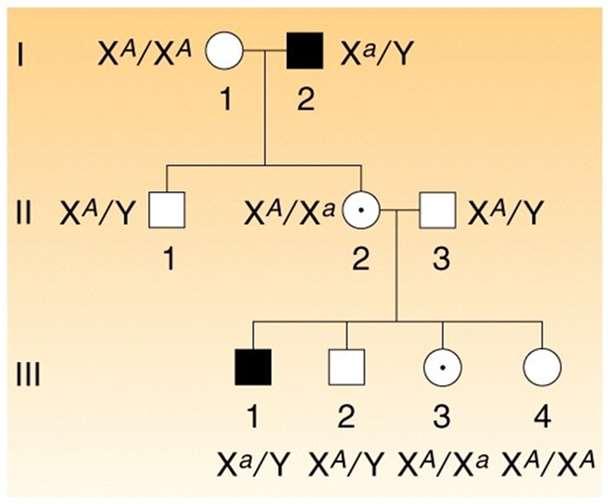 Az X-kromoszómához kötött recesszív öröklésmenet jellemzői Jóval több érintett férfi, mint nő. Érintett nők homozigóta recesszívek (XX), az érintett férfiak hemizigóták (XY).