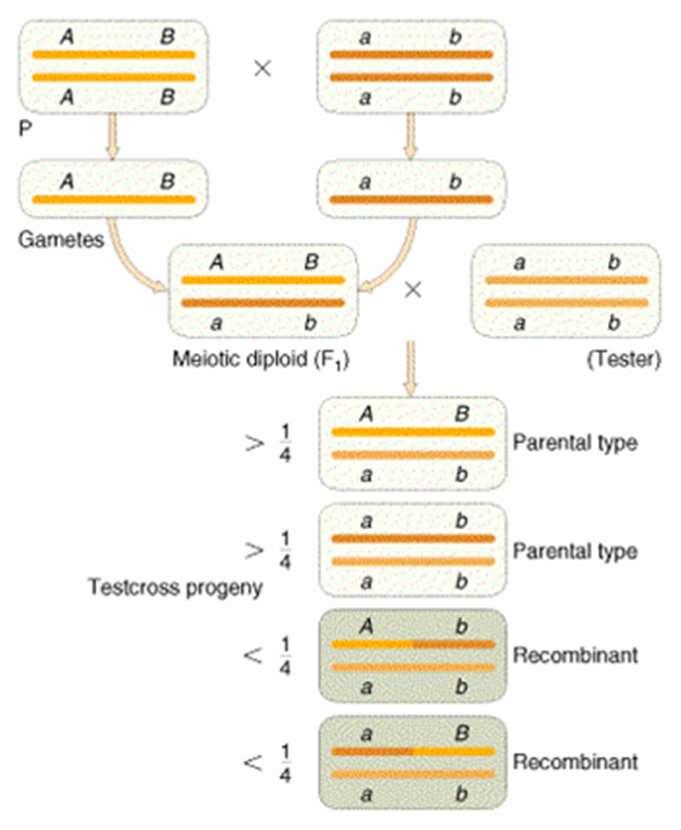 A kapcsolt öröklődés és a rekombináció Mendel III. törvénye a független kombinálódás törvénye, csak olyan tulajdonságokra vonatkozik, amelyek génjei különböző, nem homológ kromoszómán lokalizálódnak.