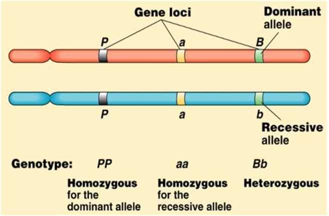 Diploid sejtek/szervezetek kétszeres (2n) genomot, azaz kettős kromoszómaszerelvényt tartalmaznak (pl.: általában a testi sejtek). Poliploid sejtek többszörös kromoszómaszerelvényt tartalmaznak (pl.