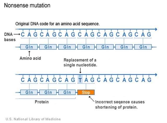 A mutációk típusai Gén vagy pontmutáció (egy vagy néhány nukleotidot érint). Kromoszóma mutációk (egy vagy több kromoszómát érint). Kromoszóma szerkezeti változások.